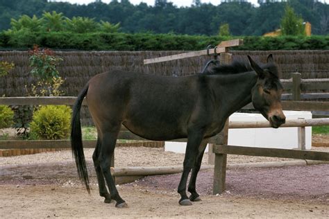 filhote de jumenta com cavalo|Conheça o bardoto, animal gerado do cruzamento。